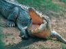killed by crocodile, Sumatra., 10 years old indonesian girl grabbed and killed by crocodile, Crocodile