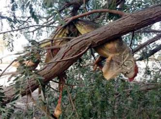 Group of youth senselessly kills an innocent Iguana...