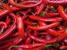red chillies, red chillies burn fat, chillies could cure obesity problems, Red chillies