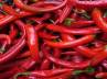 red chillies, red chillies burn fat, chillies could cure obesity problems, Red chillies