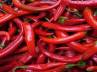 red chillies burn fat, red chillies burn fat, chillies could cure obesity problems, Red chillies