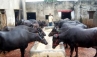 Arjun Stadium, Haryana Animal Husbandry and Dairying department., buffalo ramp walk in haryana, Ramp walk