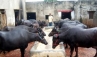 Murrah on Ramp, Haryana Animal Husbandry and Dairying department., buffalo ramp walk in haryana, Ramp walk