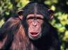 Visakhapatanam Zoological Park, Chimpanzee runs away zoo, chimpanzee escapes from hyderabad zoo in india, Zoo