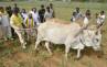Congress, Sharmila, padayatara special politicking wishesh, Y s rajasekara reddy