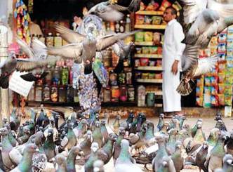 Pigeons intrudes Mahim making life miserable for all!