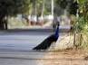 Gurgoan, peacocks died, 8 national birds die of heat stroke, Aravalli
