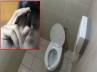 Korea, washroom, korea a pervert cafe owner films 900 women in washroom, Washroom