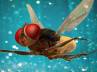 Eega, Rajamouli, naan ee eega crosses 50 day landmark, Naan e