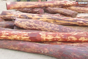 A Chinese accused in Red sandalwood smuggling