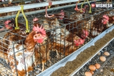 Bird flu, poultry farms, ap restricts chicken from telangana, Bird flu