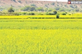 Aasara scheme, Telangana, trs to focus on agriculture and irrigation, Trs news