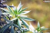 Cannabis consumption new updates, Andhra Pradesh, andhra pradesh tops in the production of cannabis, Survey
