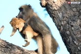 lion cub gets groomed by baboon social media, lion cub gets groomed by baboon video, social media turns weird after a lion cub gets groomed by baboon, Weird news