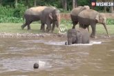 Trainer, viral, baby elephant rushes to save trainer video goes viral, Thailand