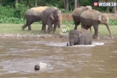 life, elephant, baby elephant rushes to save trainer video goes viral, Swimming