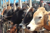 Lynching Of Muslims, Beef Related Incidents, muslim youth beaten up on suspicion of carrying beef in nagpur, Beaten