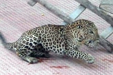 Animal Jokes, Animal Jokes, leopard aims to take revenge on schools, Revenge