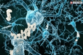brain protein that causes Alzheimer’s and memory loss, main reason for memory loss, brain protein causes alzheimer s and memory loss study revealed, Memory