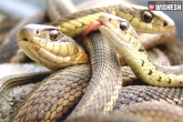 Hyderabad, CRPF, crpf personnel rescue snakes from flood water, Rpf