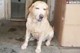 life, Mumbai, caesar 26 11 sniffer dog dies of heart attack, Savior