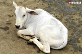 calf raped in UP, Calf raped, youth raped a calf, Animals