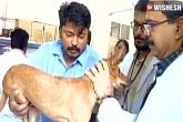 video, Chennai, chennai dog case culprits granted bail by local court, Granted bail
