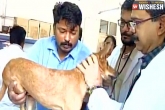 video, dog, chennai dog case culprits granted bail by local court, Granted bail