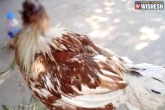 headless chicken updates, headless chicken, chicken survives without head for a week, Thailand