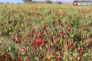 Telangana Govt Seeks Center&rsquo;s Help To Support State&rsquo;s Chilli Farmers
