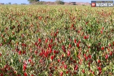 Chilli Farmers, Telangana, telangana govt seeks center s help to support state s chilli farmers, Ap chilli farmers