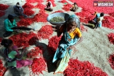 TS CM, BJP, bjp steps up its attack on trs govt over chilli farmers issue, Trs government