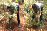 Chiranjeevi updates, Megastar, chiranjeevi participates in harithaharam, Haha