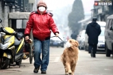 Coronavirus, Coronavirus, a dog in hong kong tested positive with coronavirus, Dog