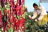 Red Chillies Cultivation, Red Chillies, chilli farmers move to lucrative cotton in ap, Chillies