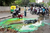 Crocodile, Civic authorities, crocodile on road to slap the authorities, Authorities