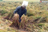 Telangana rains, Telangana rains, rs 8633 cr worth crops damaged in telangana, Crops
