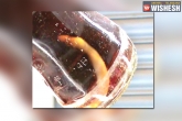 Andhra Pradesh, Andhra Pradesh, dead snake found inside thums up bottle in tanuku, Tanuku