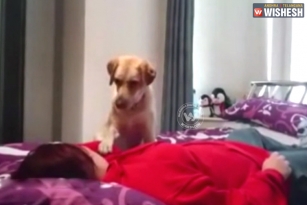 See how dog saved woman from Epilepsy