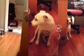 dog, Guilty, watch dog says sorry to owner, Guilty
