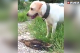 Duck and dog viral video, Duck and dog video, duck s oscar worthy performance escaping from a dog goes viral, Oscar