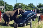 elephant lifts car in Denmark, elephant lifts car in Denmark, elephant smashes car terrorizes tourists, Tourists