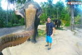 Selphie with elephant, weird facts, elephant took its picture on its own, Elphie with elephant