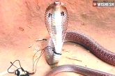 Snake, Snake, farmer ties a snake to the pole for bitting him, Snake