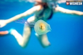 underwater, Jelly Fish, photographer captures a rare picture of a fish trapped inside jelly fish, Underwater