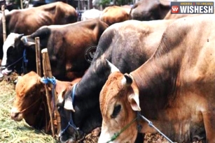 Four Cow Vigilantes Arrested in Meerpet