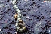 creepy animal twitter, Spider snake news, freaking video of a spider snake is now viral, Spider snake