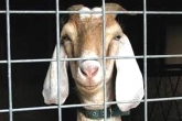 Logic Jokes, Logic Jokes, chhattisgarh goat awakens a hypothetical question, Goat