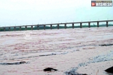 Godavari, rises, water level rises in river godavari, Racha