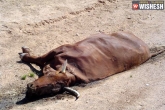 thrashed, Rajahmundry, dalits thrashed for killing cow in rajahmundry, Cow